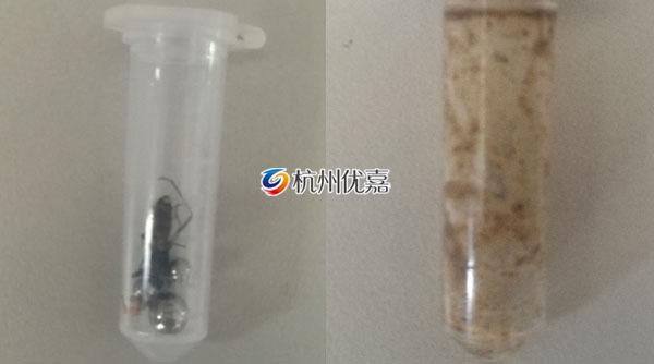 宋慈多樣品組織研磨儀研磨動(dòng)物提取核酸實(shí)驗(yàn)步驟