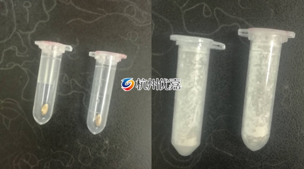 如何利用多樣品組織研磨儀研磨小麥種子